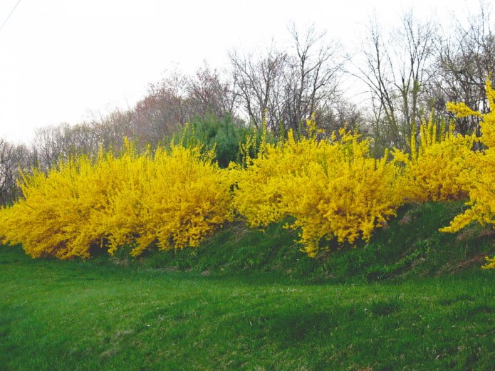 come fiorisce la forsizia