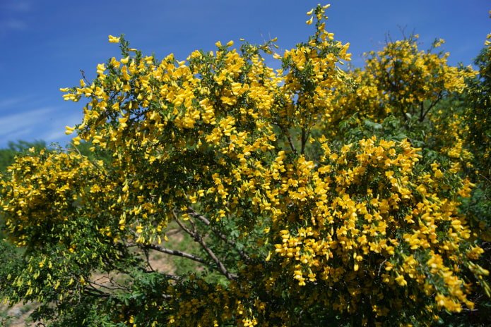 caragana fiorita