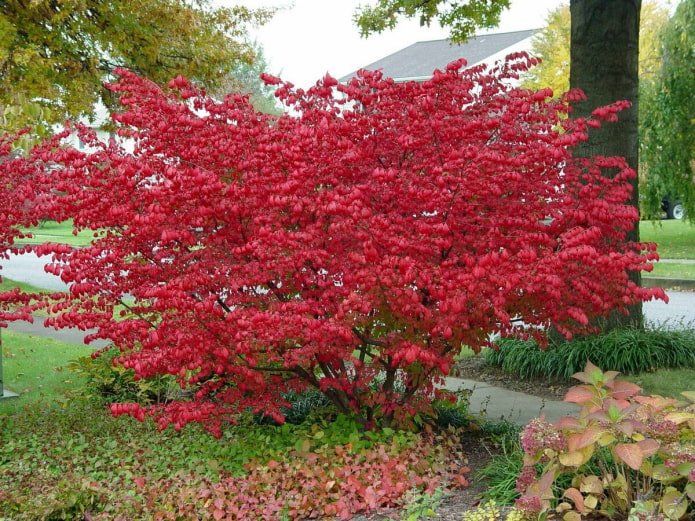foglie di evonimo in autunno