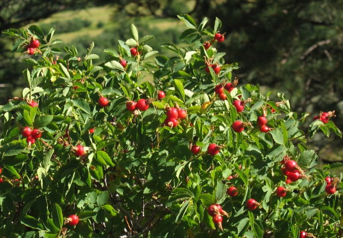 rosa canina in giardino