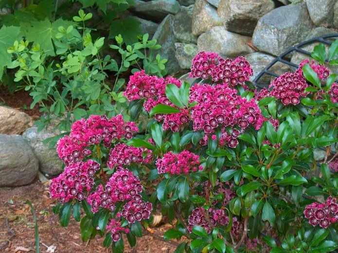 Fioritura della Kalmia