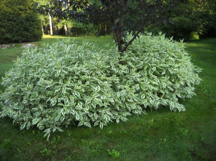 arbusto da giardino con foglie variegate