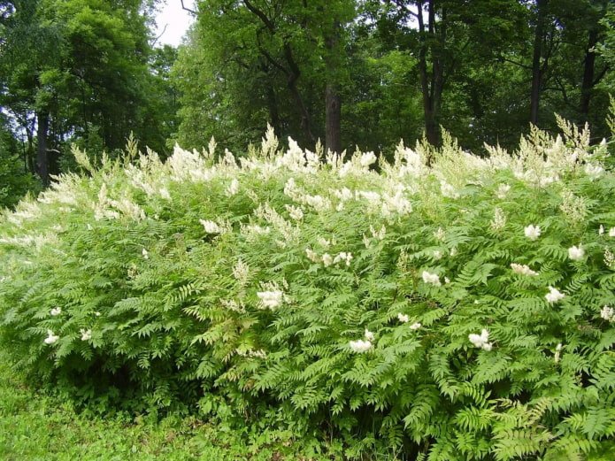 fiore di sorbo