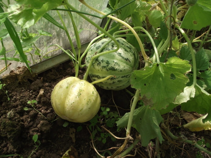 Coltivare Manduria