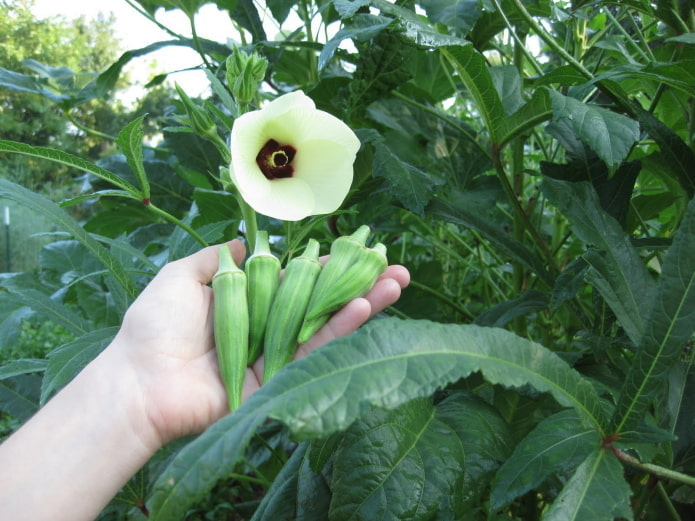Okra in fiore
