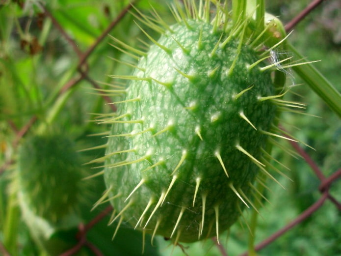 Cetriolo riccio