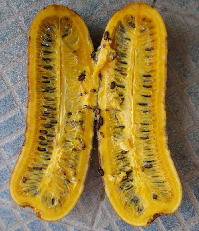 Cassabana ritagliata