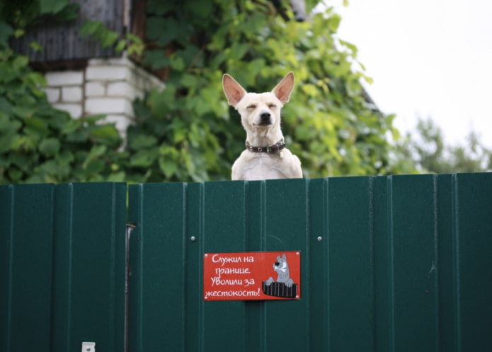 Attenzione al cane arrabbiato