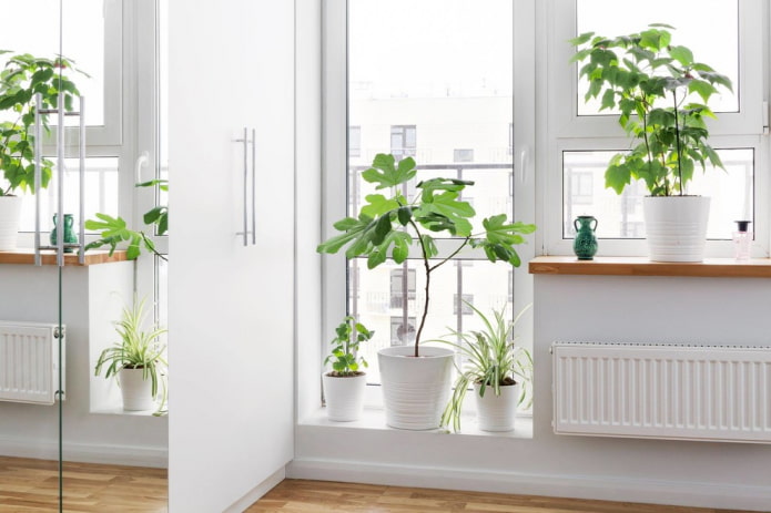 Fiori da interno
