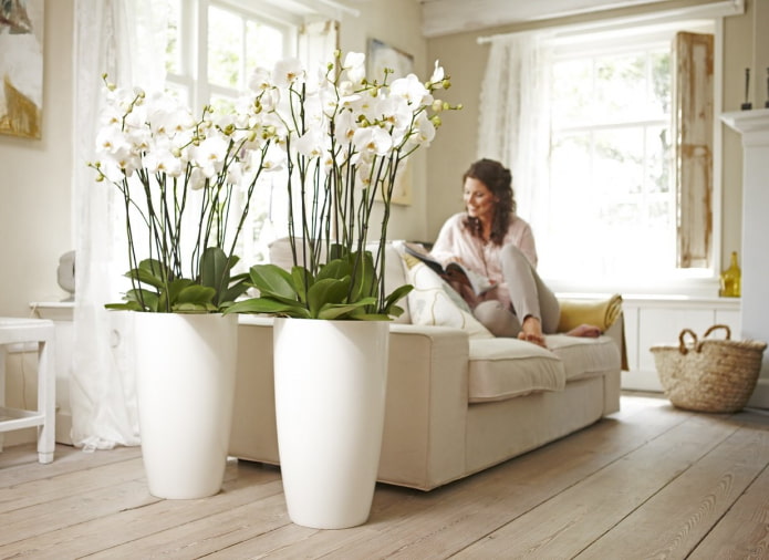 orchidee di plastica per interni