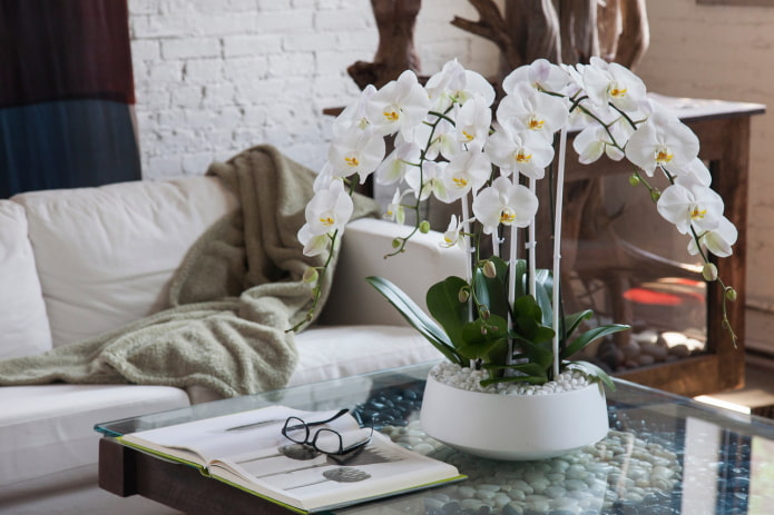 orchidea di plastica sul tavolo