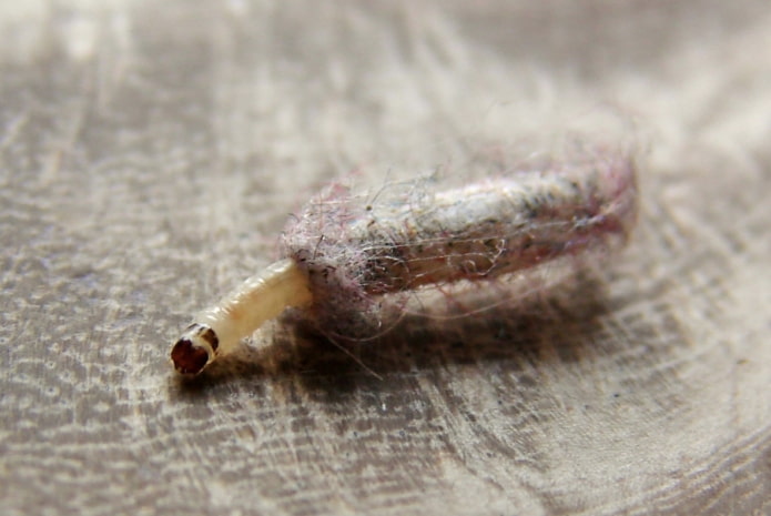 larva di falena