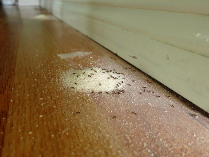 veleno per formiche domestiche
