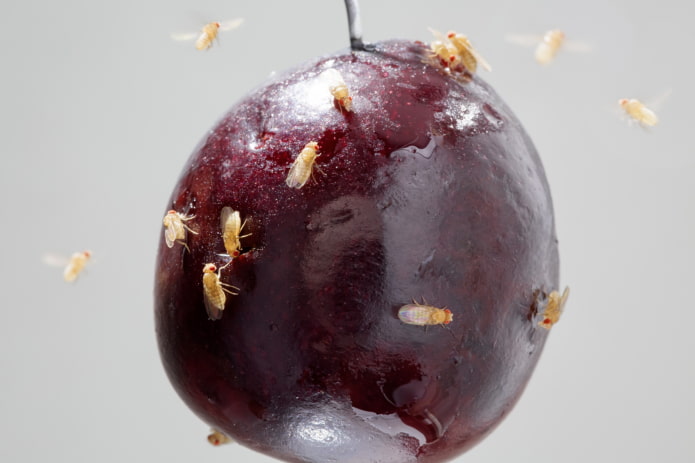 moscerini della frutta in cucina