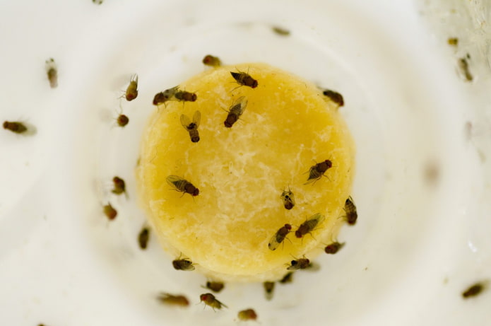 Prevenzione della Drosophila in cucina