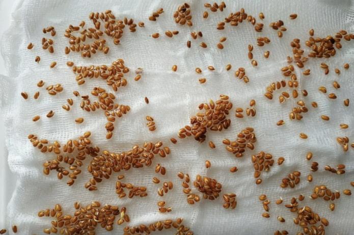 essiccazione dei semi