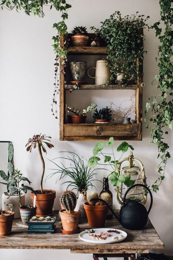 Fiori da interno