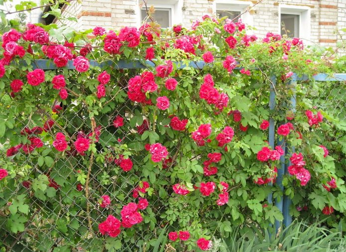 Rose lungo la recinzione