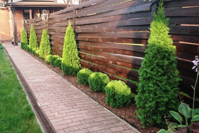 Thuja e ginepri vicino alla recinzione