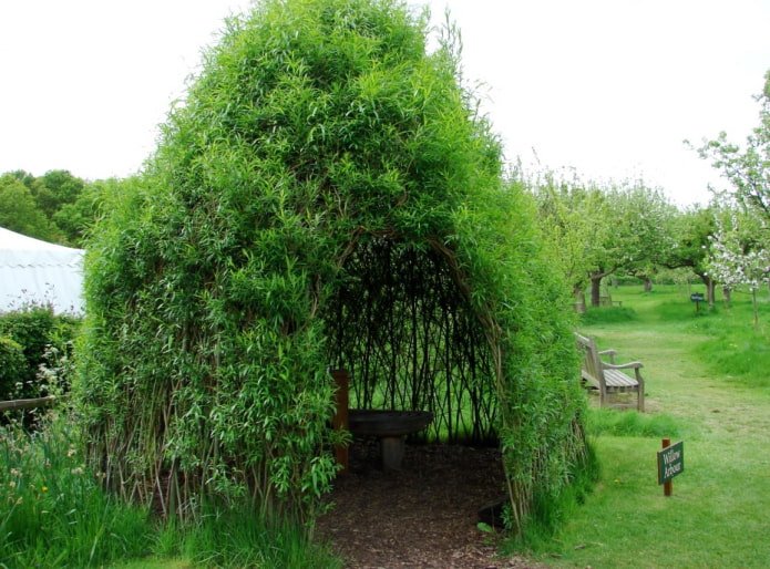 Gazebo in salice
