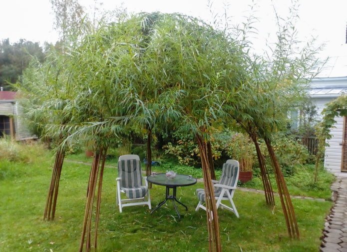 Ombra da un gazebo in salice