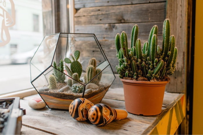 Cactus in casa