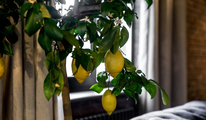 Limone