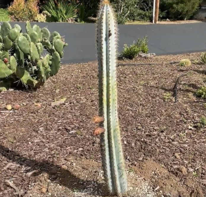 Cactus colonnare