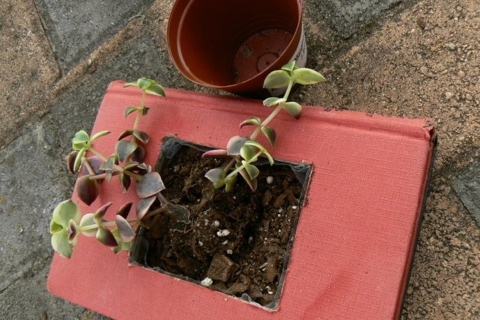 Vaso per fiori pronto all'uso