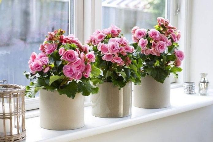 begonia