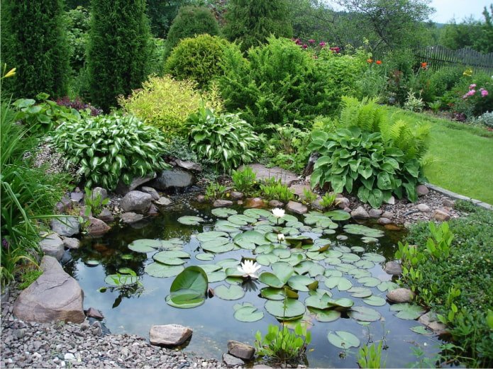 hosta vicino a uno stagno