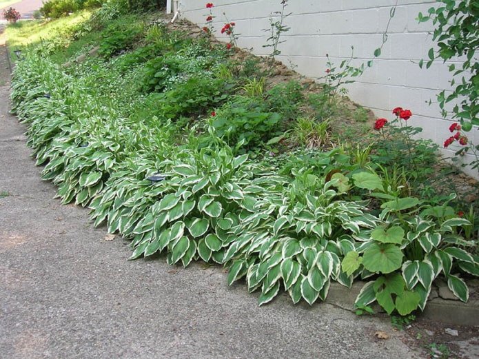 hosta lungo il sentiero