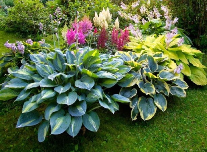 hosta in un'aiuola