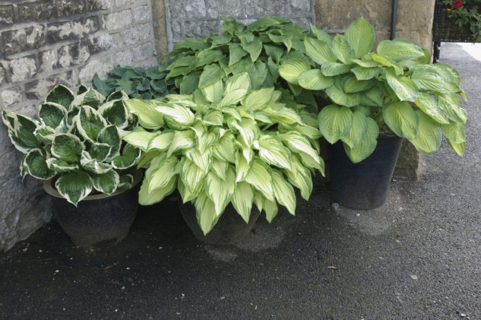 hosta in vaso
