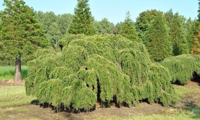 Cicuta canadese