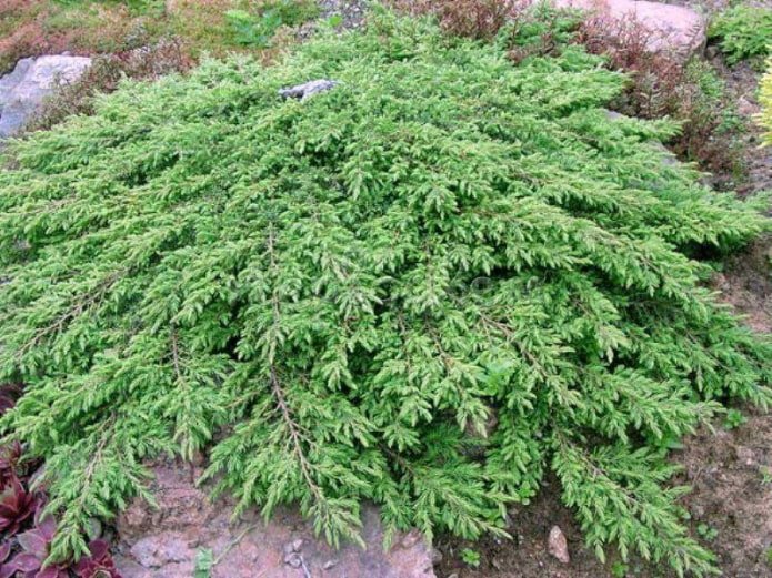 Cicuta verde