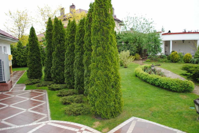siepe di tuie Smaragd