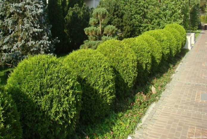 siepe di tuie basse e arrotondate