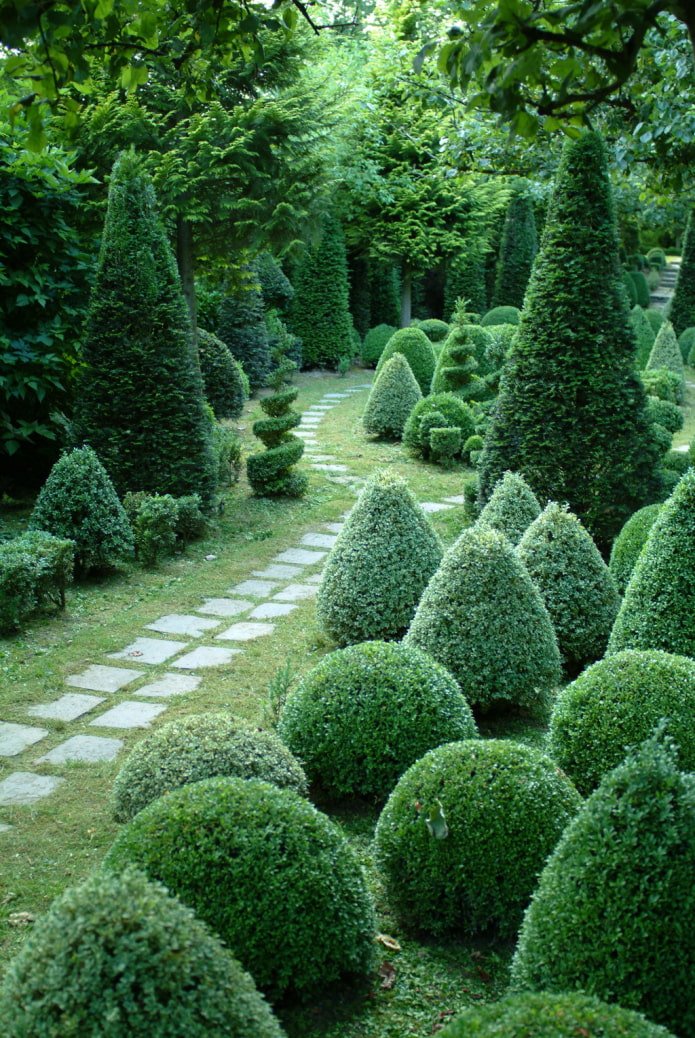 un sentiero pedonale tra alberi potati conifere
