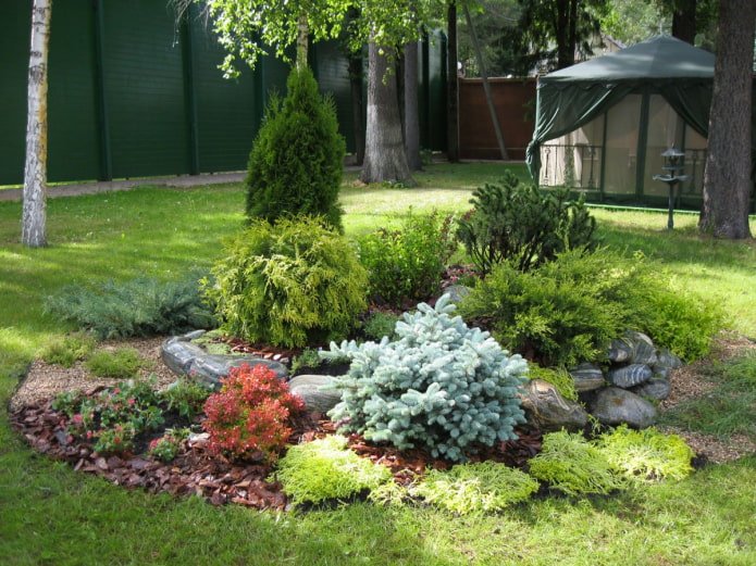 giardino roccioso con conifere e fiori
