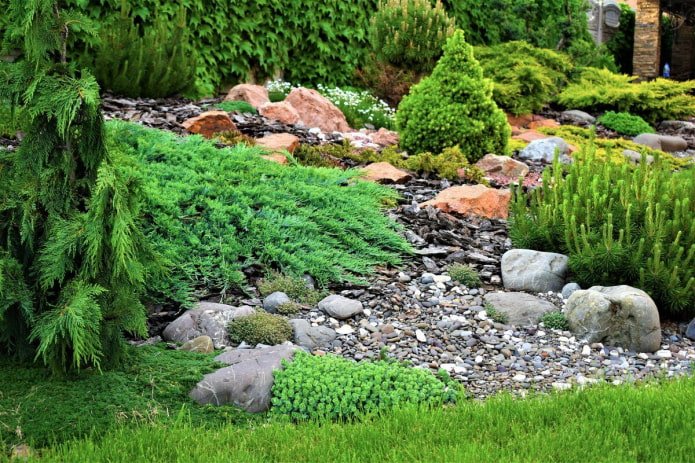 giardino roccioso allungato con conifere