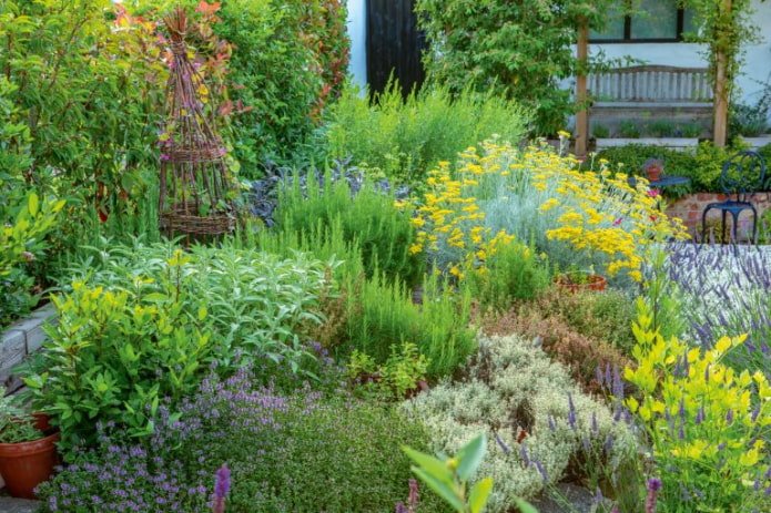 erbe aromatiche nel giardino