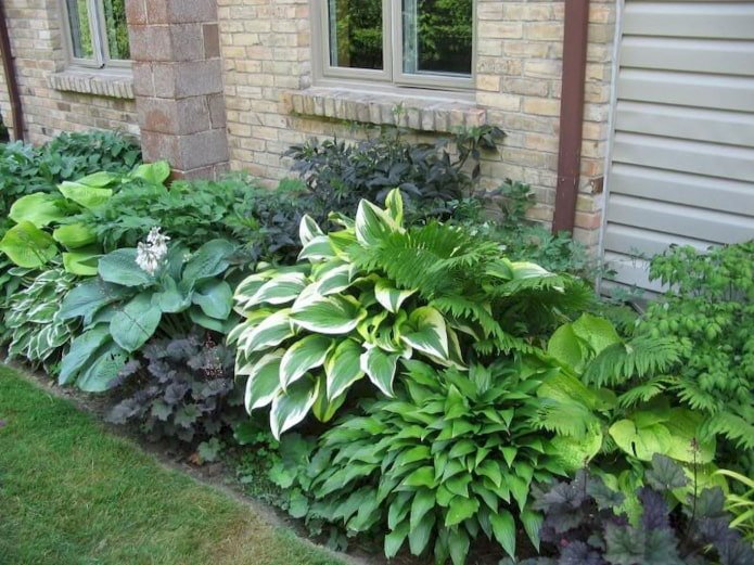 Aiuola di hosta