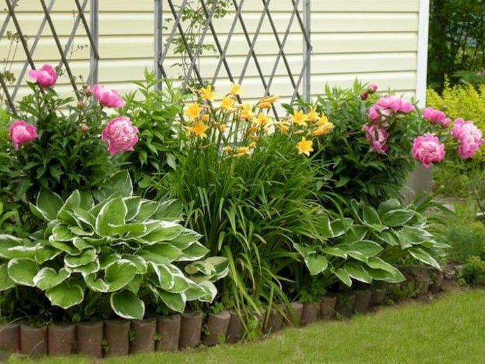 Aiuola con peonie