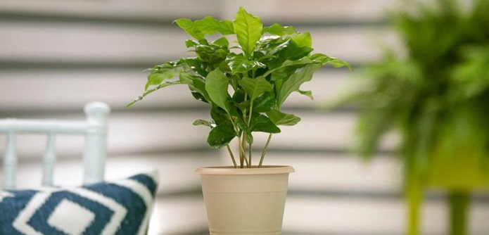 Albero del caffè