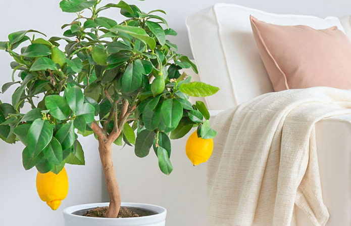 limone