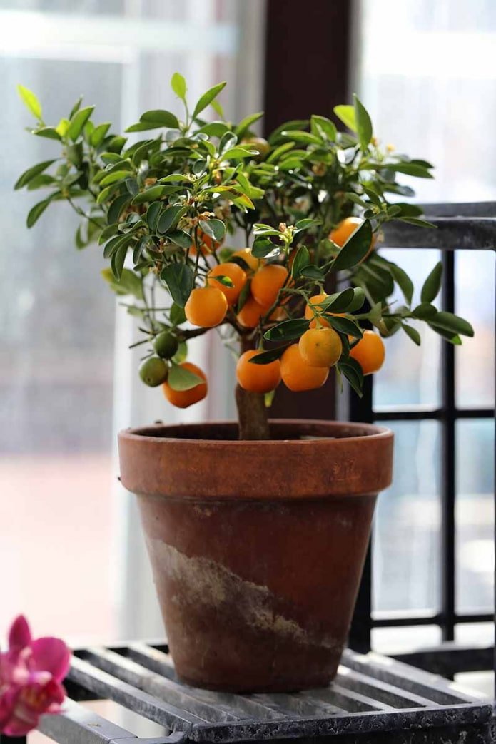 Calamondino
