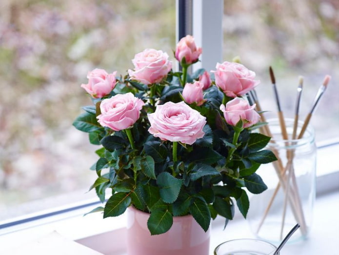 Rosa da interno
