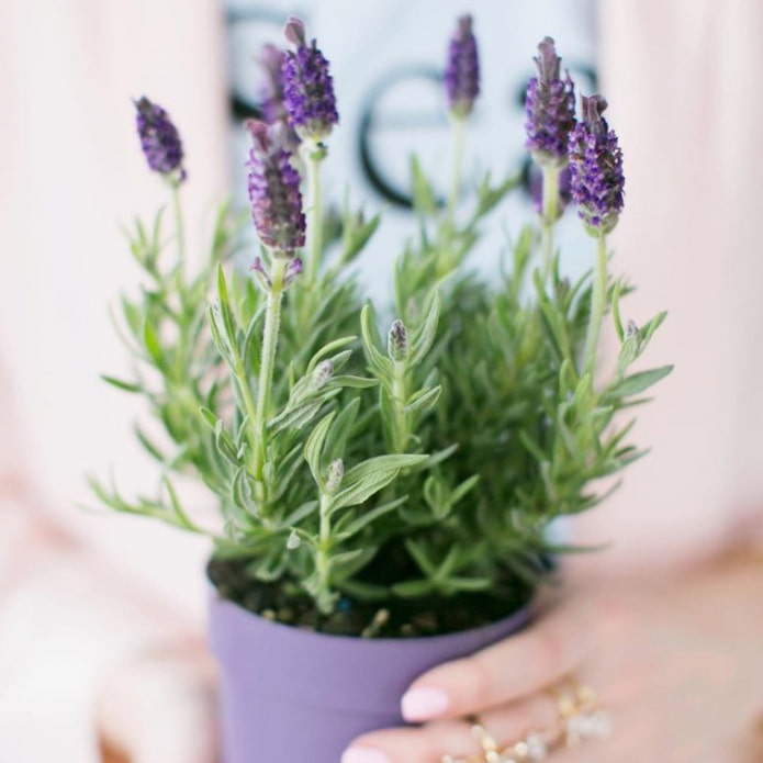 Lavanda da interno