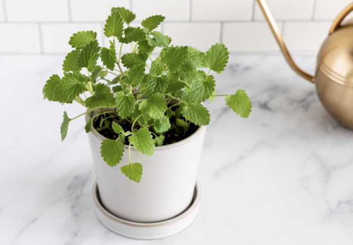 menta